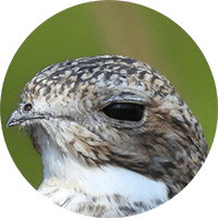 Sand-colored Nighthawk, CHotacabras Pechiblanco, Chordeiles rupestris