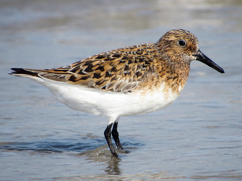 Sanderling, Calidris alba, Playero Blanco