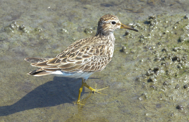 sandpiper, charadriiformes, scolopacidae