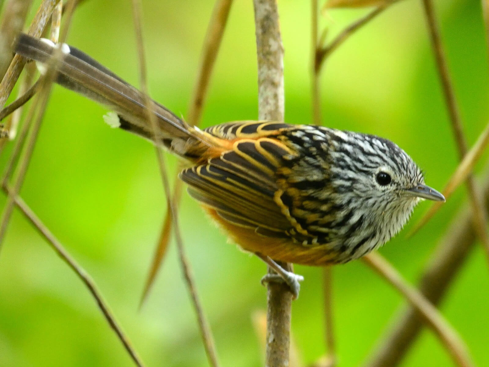 Santa Marta Antbird , Drymophila hellmayri, Hormiguerito de Santa Marta