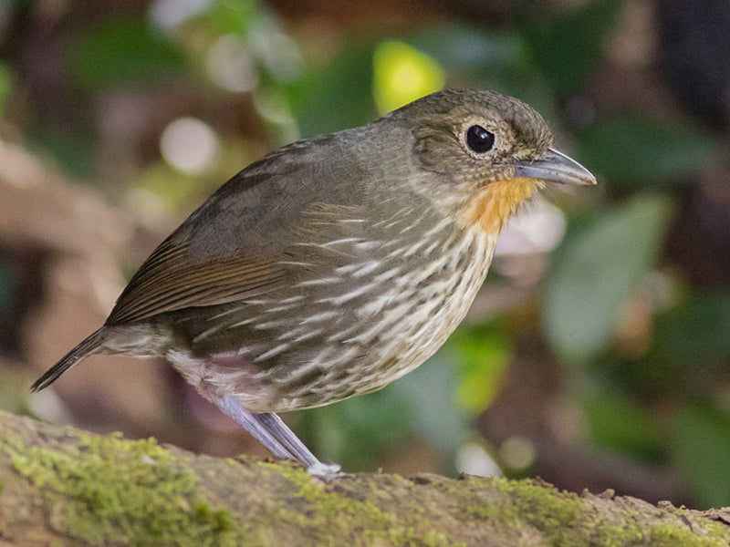 Santa Marta antpitta, Gallaria bangs, Tororo de Santa Marta