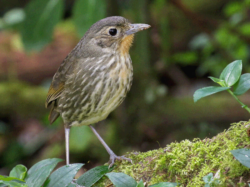 Santa Marta Antpitta, Grallaria bangsi, Tororoi de Santa Marta