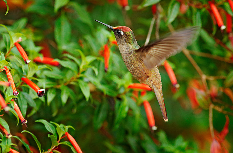Santa Marta Blossomcrown, Trochilidae, Anthocephala floriceps, Colibrí cabecicastaño