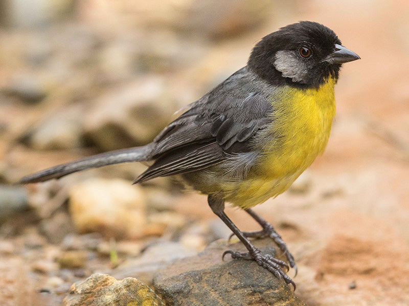 Santa Marta Brushfinch, Atlapetes melanocephalus, Gorrión Montés de Santa Marta