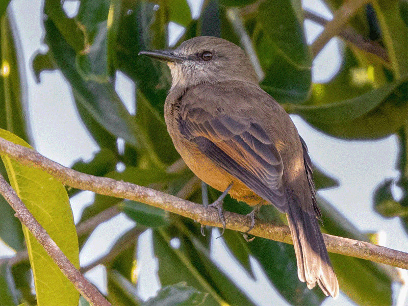 Santa Marta Bush-tyrant, Myiotheretes pernix, Atrapamoscas de Santa Marta