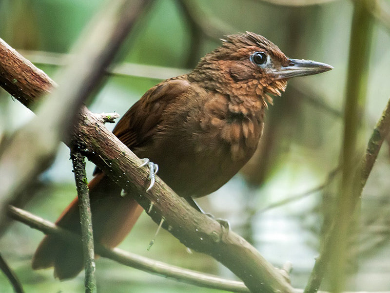 Santa Marta Foliage-gleaner, Clibanormis rufipectus, Hojarasquero de Santa Marta