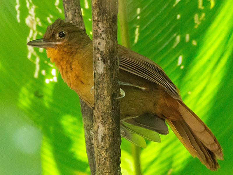 Santa Marta Foliage-gleaner, Clibanormis rufipectus, Hojarasquero de Santa Marta