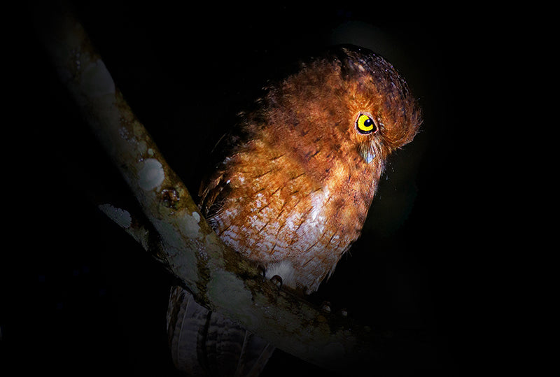 Santa Marta Screech Owl, Strigidae, Megascops sp. nov, Autillo de Santa Marta