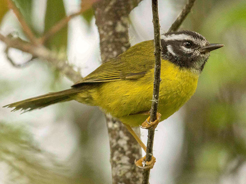 Santa Marta Warbler, Parulidae, Basileuterus basilicus, Arañero de Santa Marta