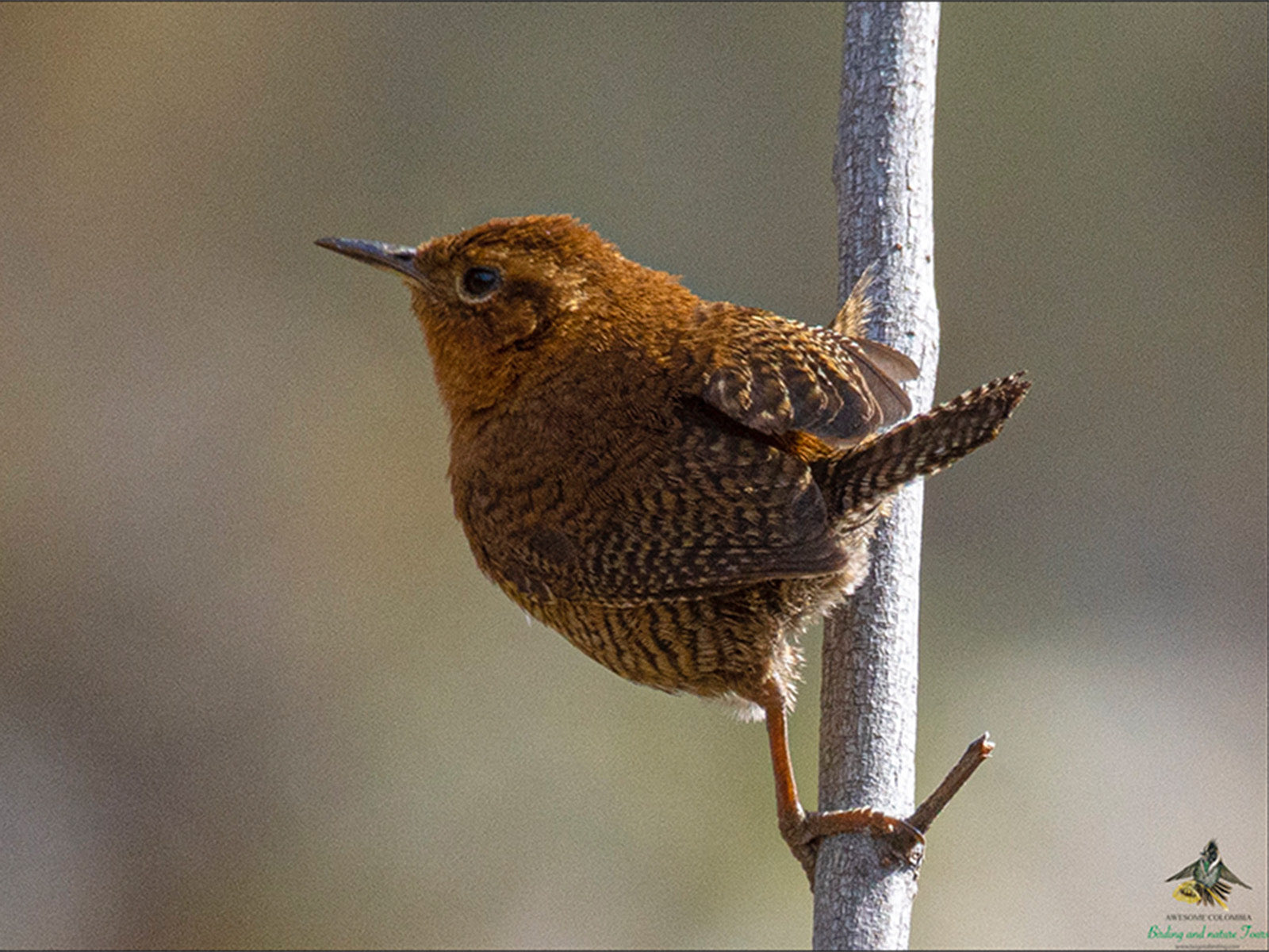 Santa Marta Wren, Troglodytes monticola, Cucarachero de Santa Marta