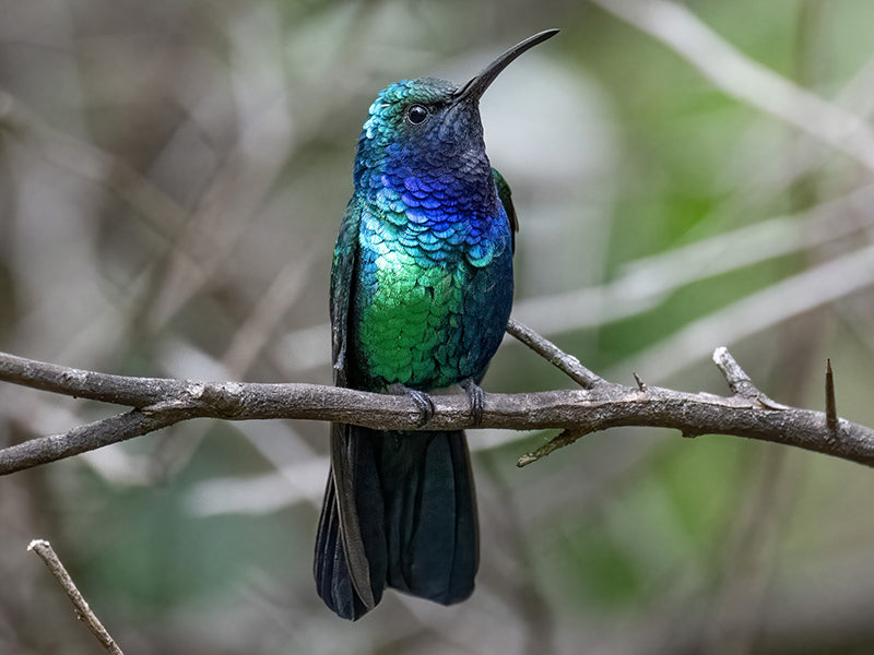 Santa Marta Sabrewing, Campylopterus phainopeplus, Ala-de Sable de Santa Marta 