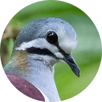 Saphire-Quail-dove, Geotrygon saphirina, Paloma-perdiz Zafirina