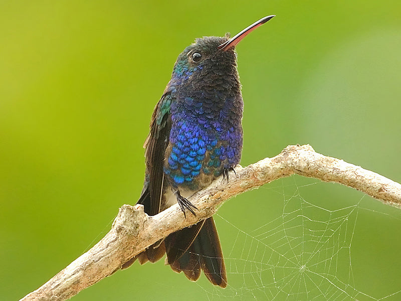 Sapphire-bellied hummingbird, Trochilidae, Lepidopyga lilliae, Colibrí manglero 