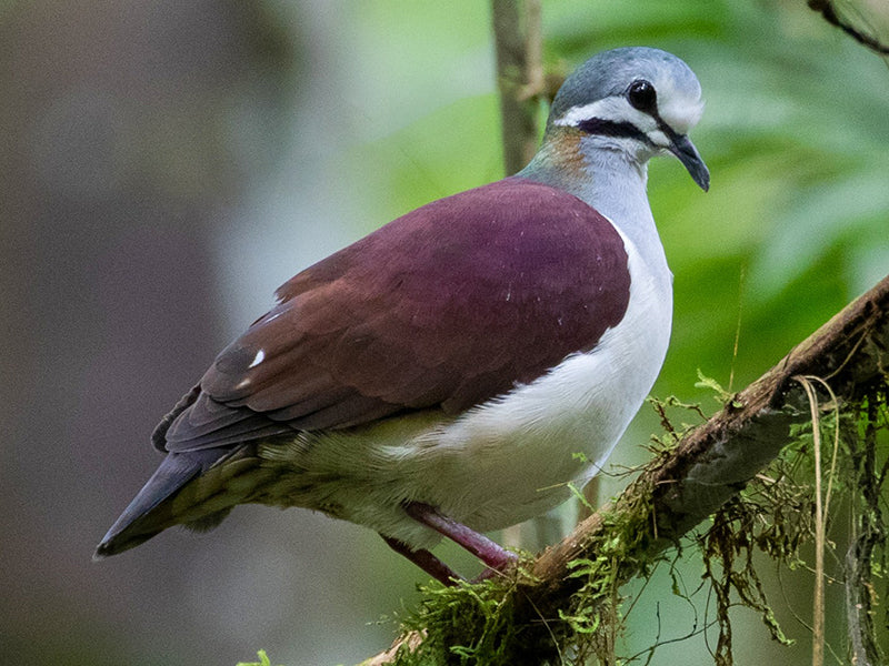 Saphire Quail-dove, Geotrygon saphirina, Spanish Name: Paloma-perdiz Zafirina