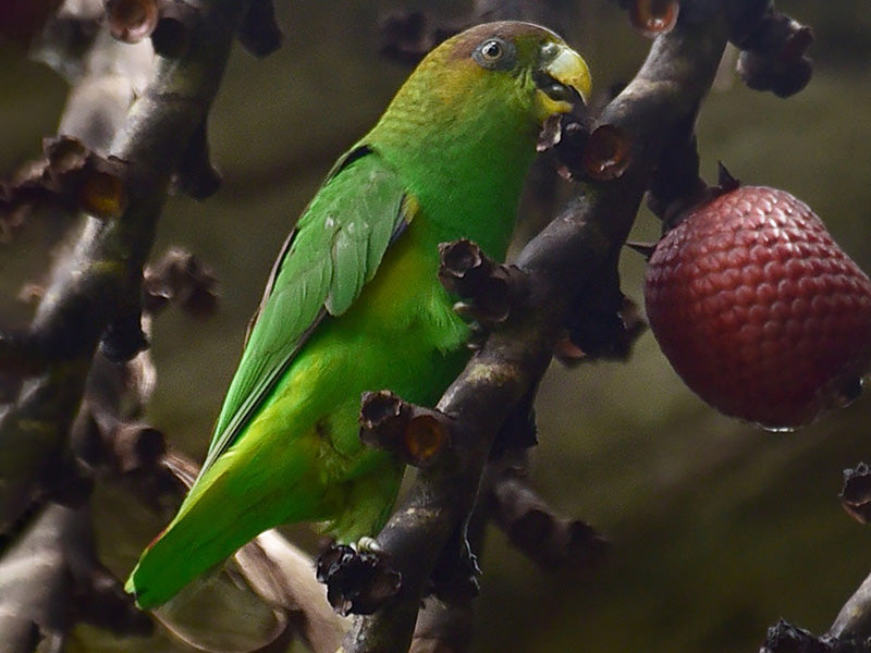 Sapphire-rumped Parrotlet, Touit purpuratus, Periquito Zafiro 