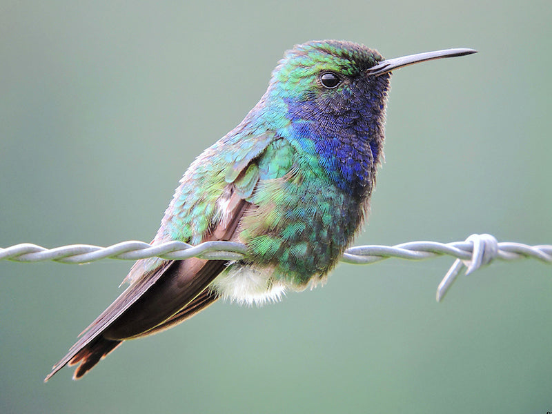 Sapphire-throated Hummingbird, Chrysuronia coeruleogularis, Colibrí Zafirino