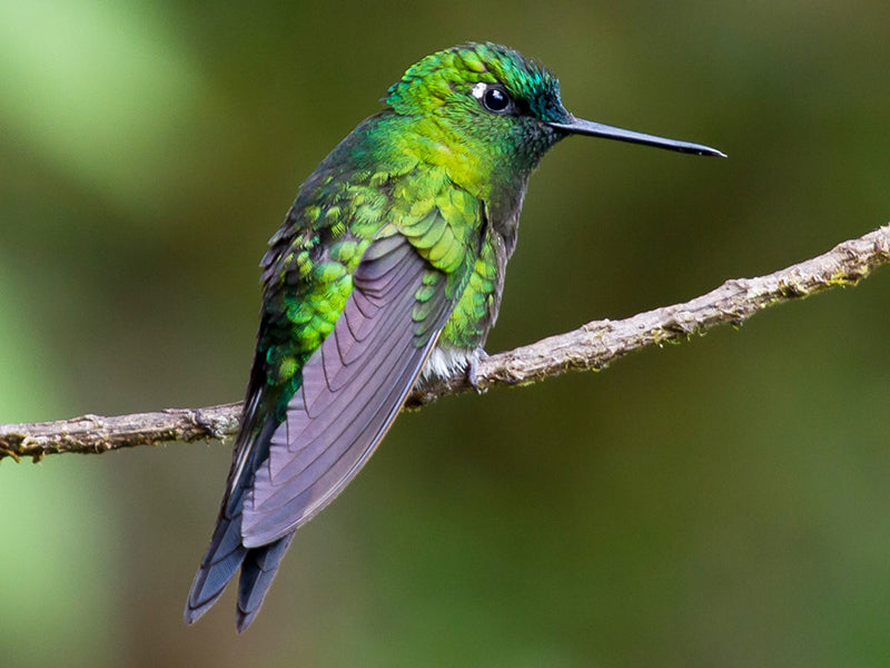 Sapphire-vented Puffleg, Eriocnemis luciani, Calzoncitos Colilargo