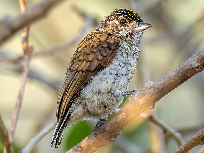 Scaled Piculet, Picumnus squamulatus,  Carpinterito Escamado