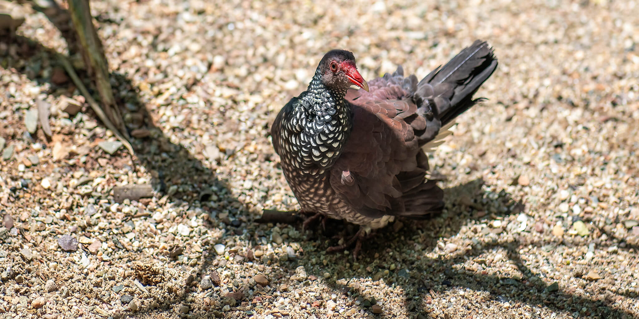 Scaled Pigeon, Paloma Escamada, Patagioenas speciosa