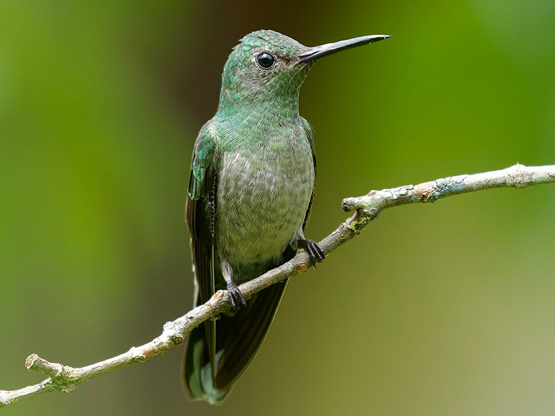 Scaly-breasted Hummingbird, Phaeochroa cuvierii, Colibrí Pechiescamado