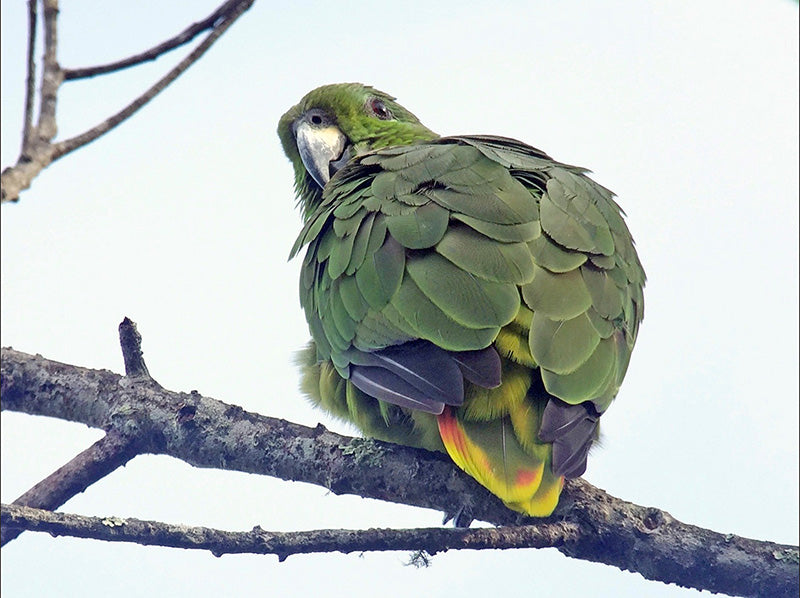 Scaly-naped Amazon, Amazona mercenarius, Lora Andina