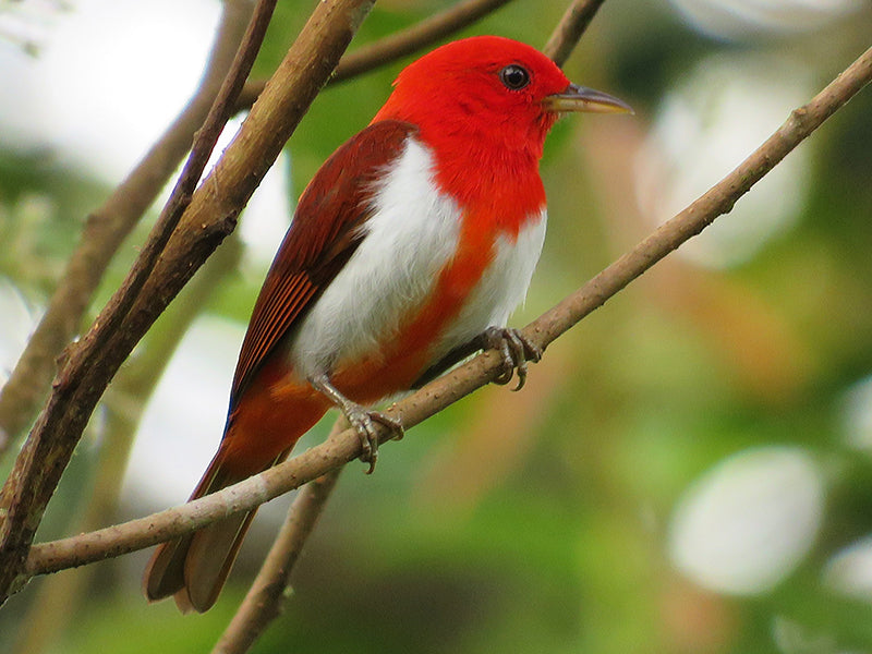 Scarlet and White Tanager, Chrysothlypis salmoni, Chocito Escarlata