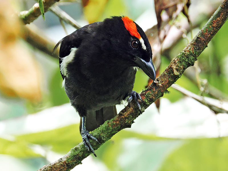 Scarlet-browed Tanager, Heterospingus xanthopygius, Chambergo Cejirrojo