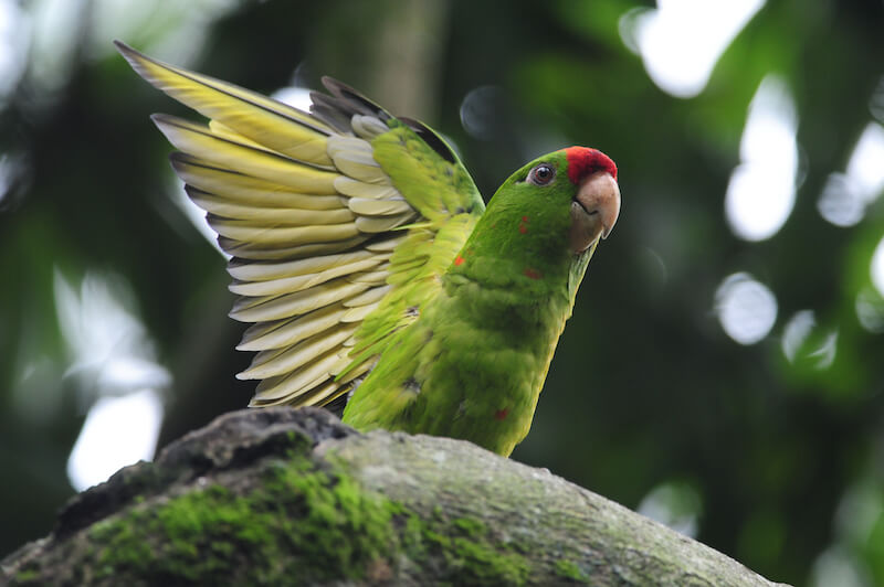 Scarlet-fronted Parakeet, Psittacara wagleri, Perico Frentirrojo