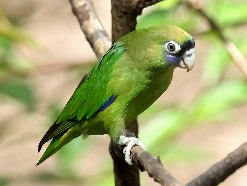 Scarlet-shouldered Parrot, Touit huetii, Periquito Frentinegro