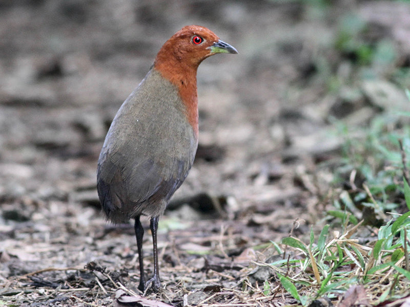 Chestnut-headed Crake, Rufillarus castaneiceps, Polluela Colorada