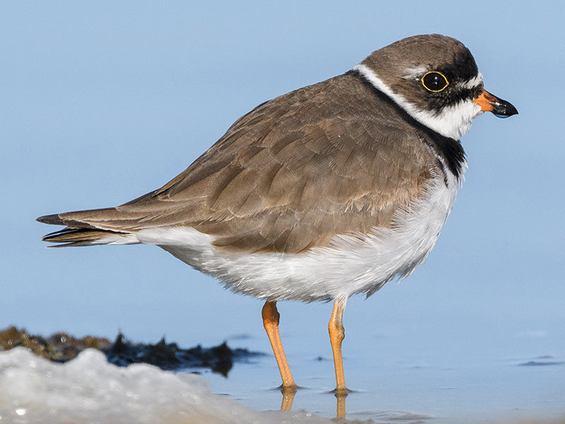 Semipalmated Plover, Charadius semipalmatus, Chorlitejo Semipalmado