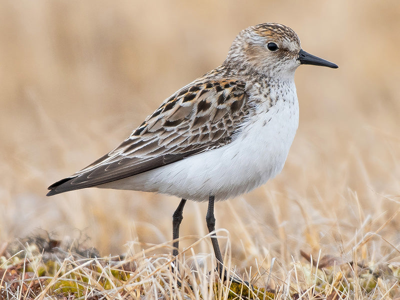 Semipalmate Sandpiper, Calidris pusilla, Playero Semipalmado