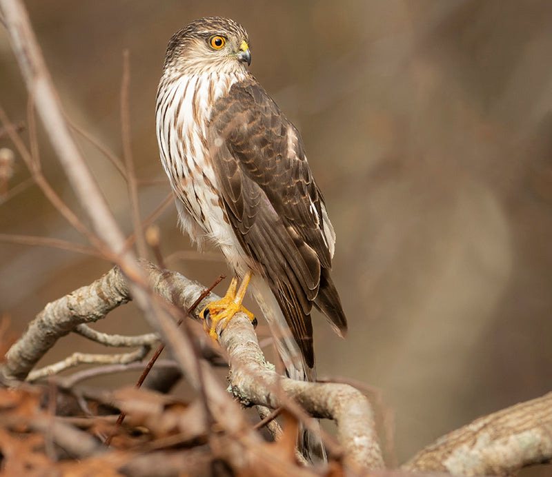 Sharp-shinned Hawk, Accipiter (striatus) striatus, Azor Cordillerano