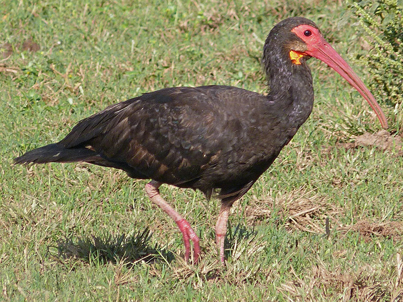 Sharp-tailed Ibis