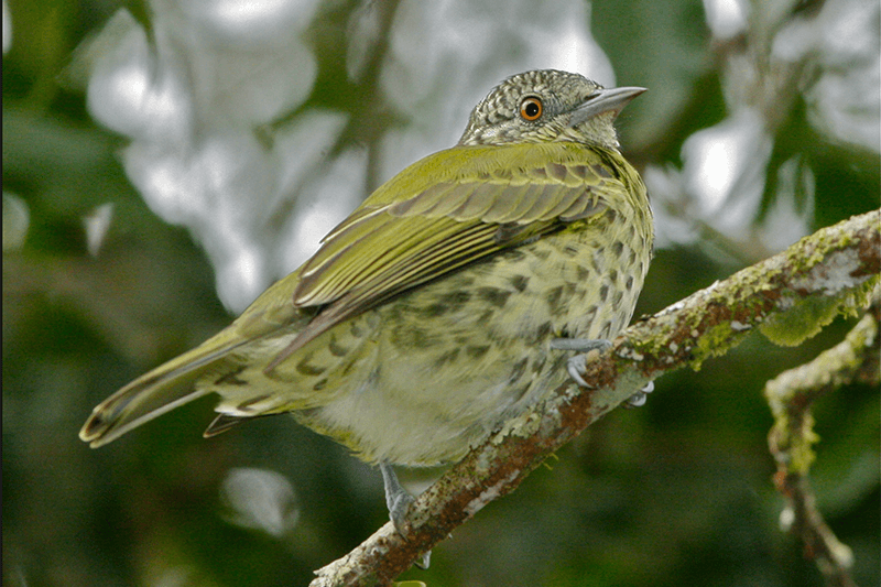 sharp bill, passeriformes, oxyruncidae