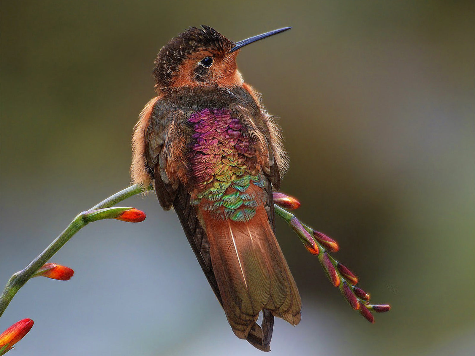 Shining Sunbeam, Aglaeactis cupripennis, Colibrí Paramuno