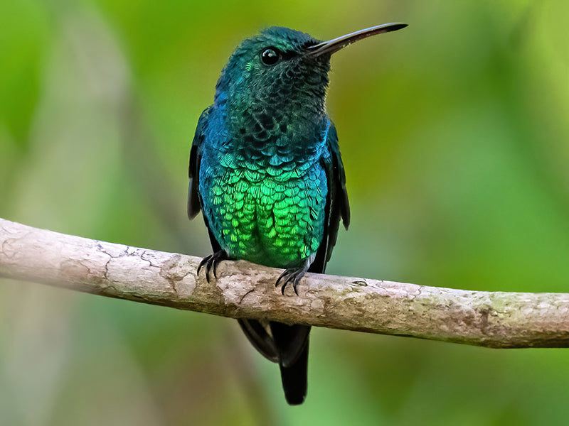 Shining-green Hummingbird, Chrysuronia goudoti, Colibrí de Goudot