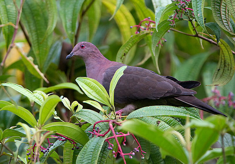 Short-billed Pigeon, Paloma Piquicorta