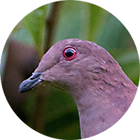 Short-billed Pigeon, Paloma Piquicorta, Patagioenas nigrirostris