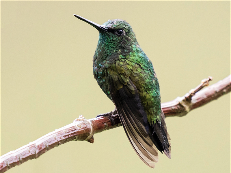 Short-tailed Emerald, Chlorostilbon poortmaniSpanish name: Esmeralda Rabicorta