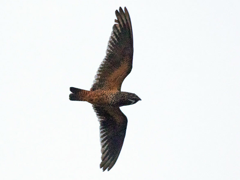 Short-tailed nighthawk, Chotacabras Rabicorto