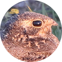 Short-tailed nighthawk, Chotacabras rabicorto, Lurocalis semitorquatus