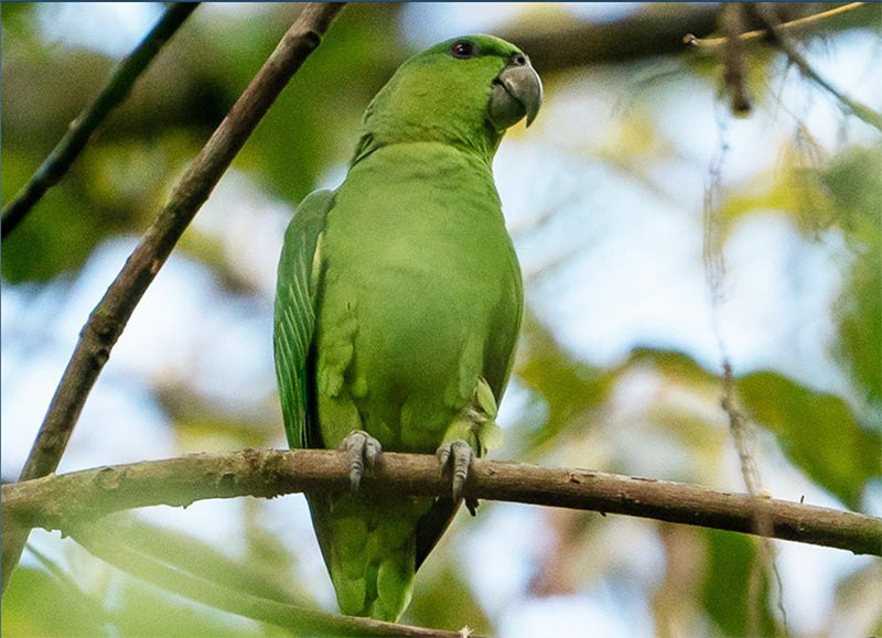 Short-tailed Parrot, Greydidascalus brachyurus, Cotorra Colicorta