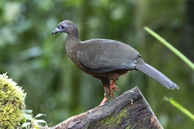 Sickle-winged guan, Chamaepetes goudotii, Pava maraquera