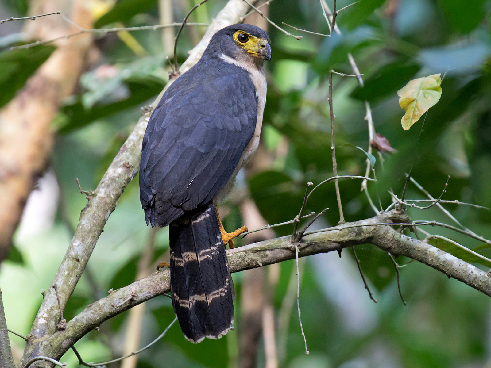 Slaty-backed Forest-falcon, Micrastur mirandollei, Halcón Montés Pechiblanco