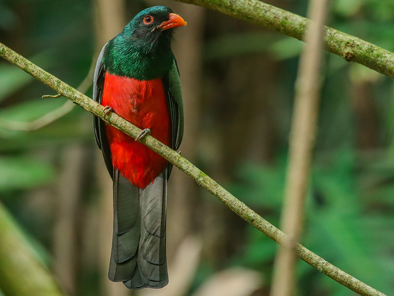 Slaty-tailed Trogon, Trogon massena, Trogon Piquirrojo