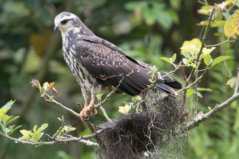 Snail Kite, Rostrhamus sociabilis, Caracolero Común