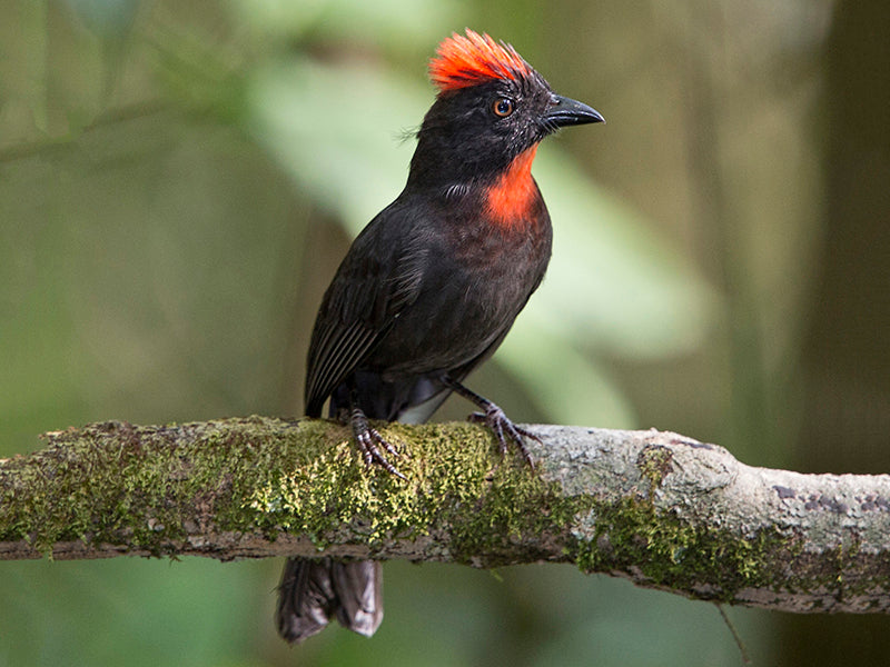 Sooty Ant-tanager, Habia gutturalis, Habia ceniza