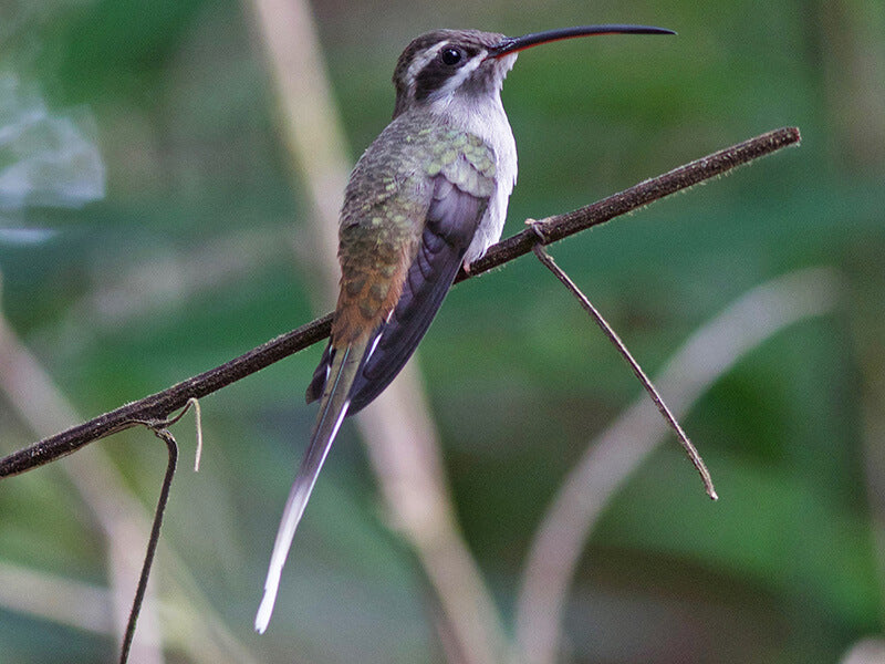 Sooty-capped Hermit, Phaethornis augusti, Ermitaño Gris