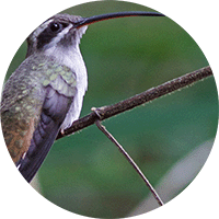 Sooty-capped Hermit, Phaethornis augusti, Ermitaño Gris